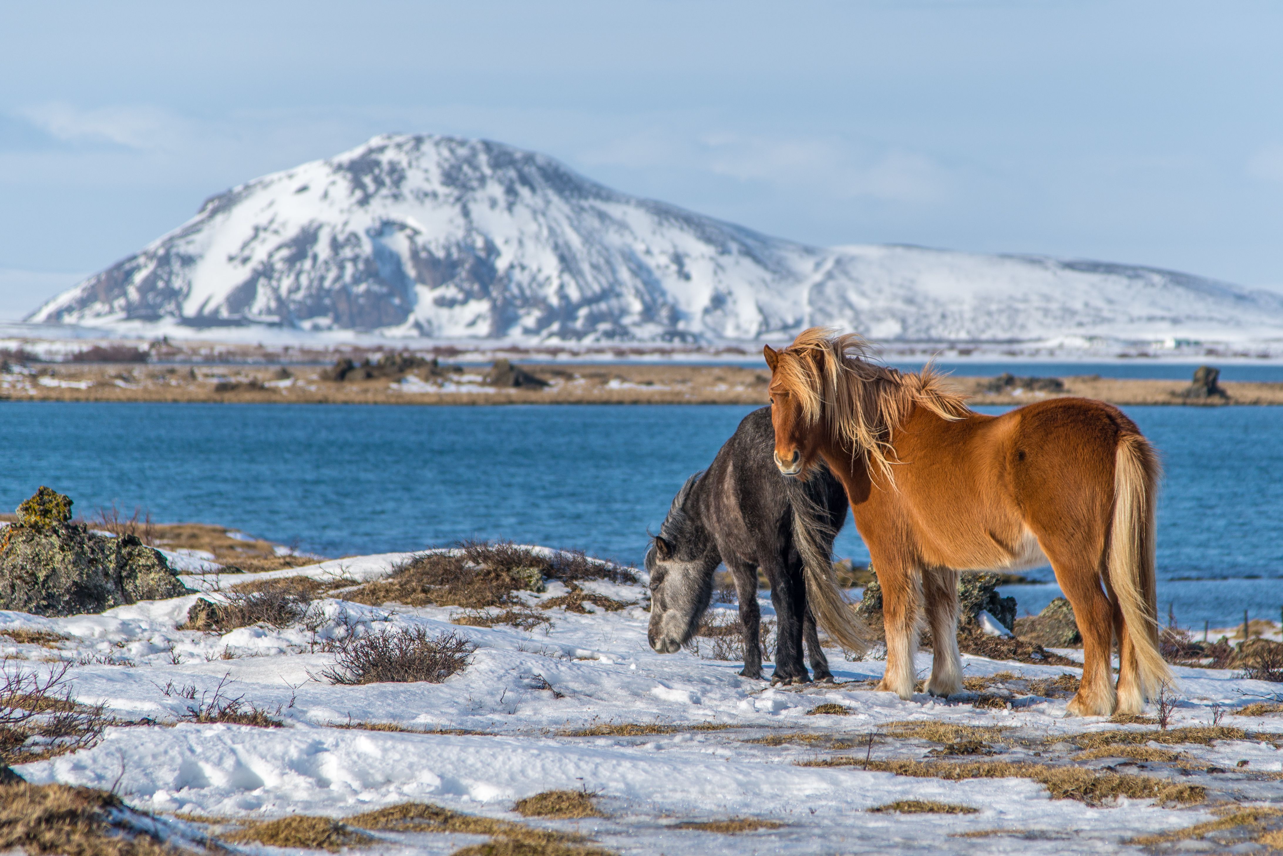 Icelandic horses, Myvatn Lake, Iceland, Arctic